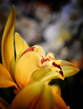 Cymbidium Flamboyance