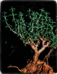 African Bonsai