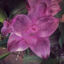 Curcuma Siam