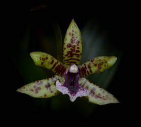 Zygopetalum Microphylla