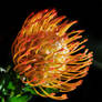 Pincushion Protea Yellow Form