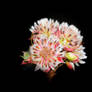 Serruria florida x rosea proteaceae