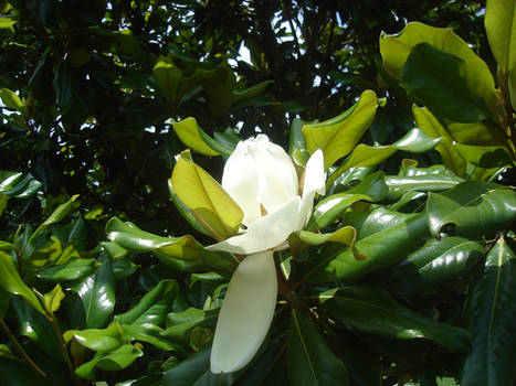 Magnolia tree