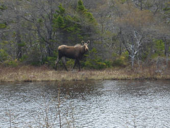 MOOSE