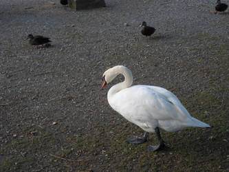 Pretty Swan