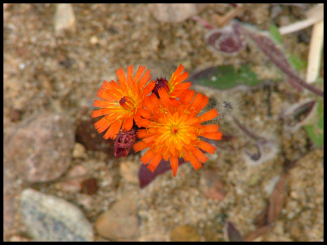 Taraxacum officinale