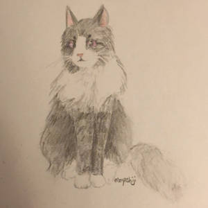 Black And White Fluffy Cat With Purple Eyes By Moyashihijiji On