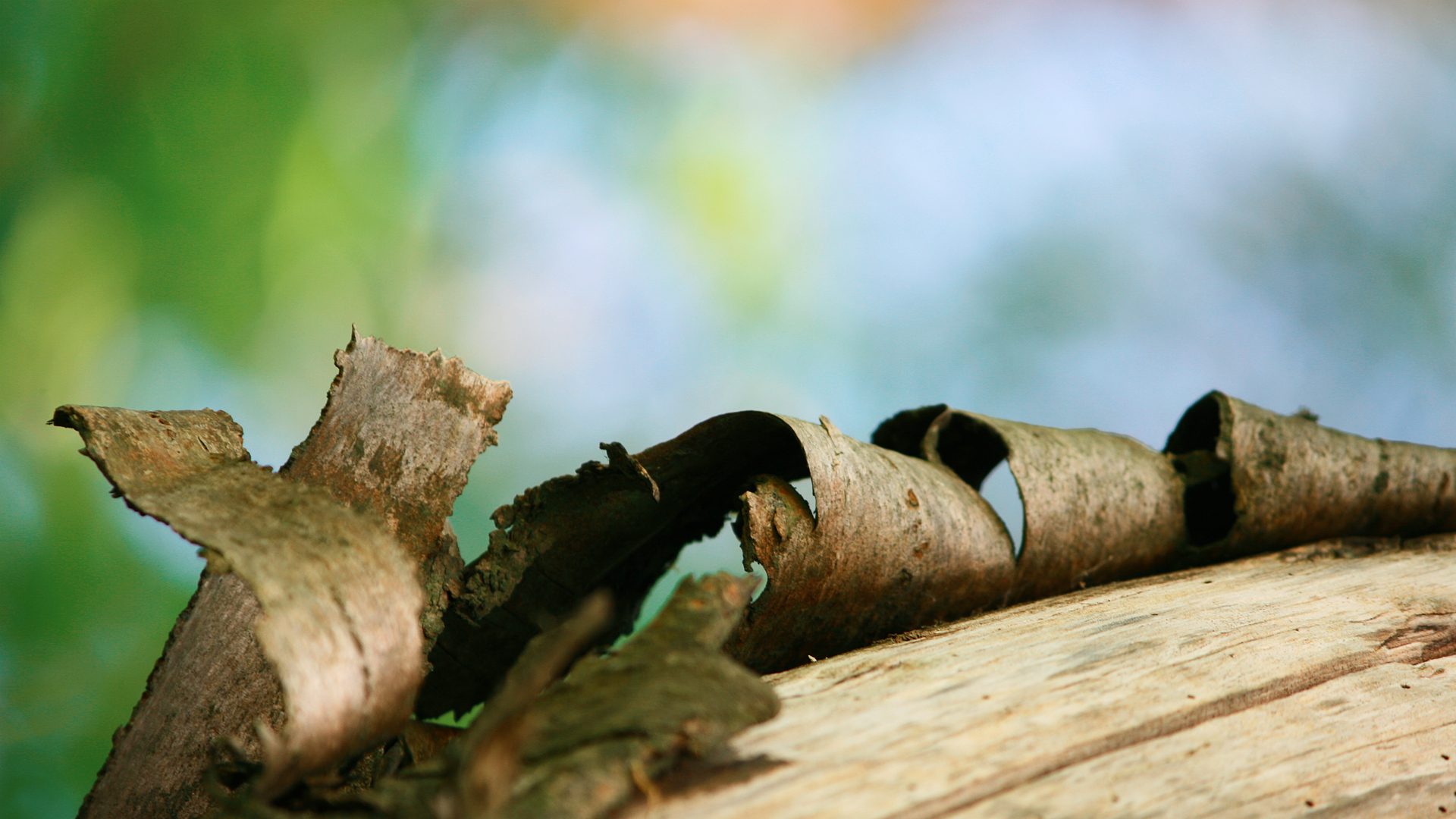 colored wood