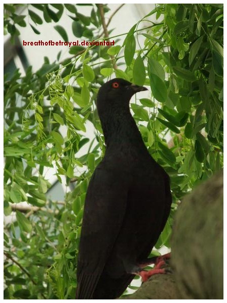 Pigeon In A Tree.