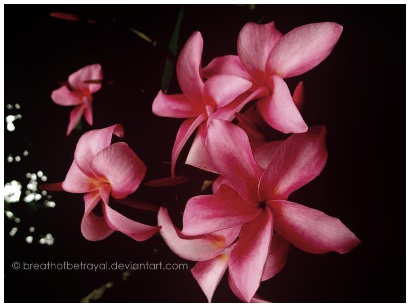 Pink Flowers.