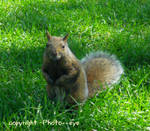 Peanut, please? #2 by Photo--eye