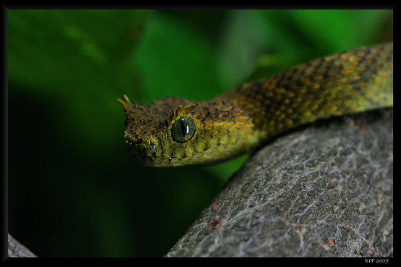 Atheris ceratophora 2 by BPFischer on DeviantArt