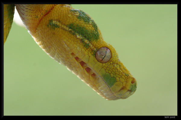 Thornhead Python Green tree python 'Thorn' by BPFischer on DeviantArt
