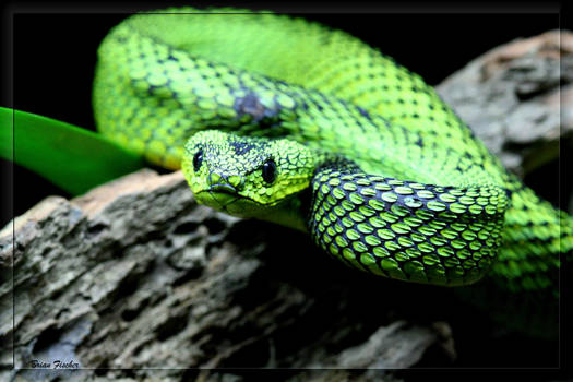 Great Lakes Bush Viper