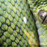 Green tree python 1_3