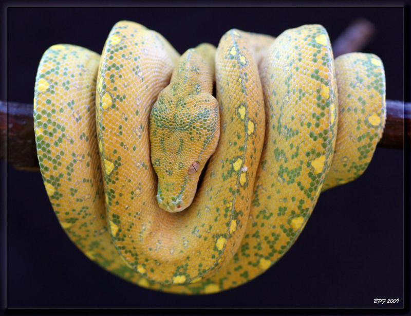 Dream line Green tree python by BPFischer on DeviantArt