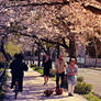 Cherry Blossoms in Hiroshima, Japan