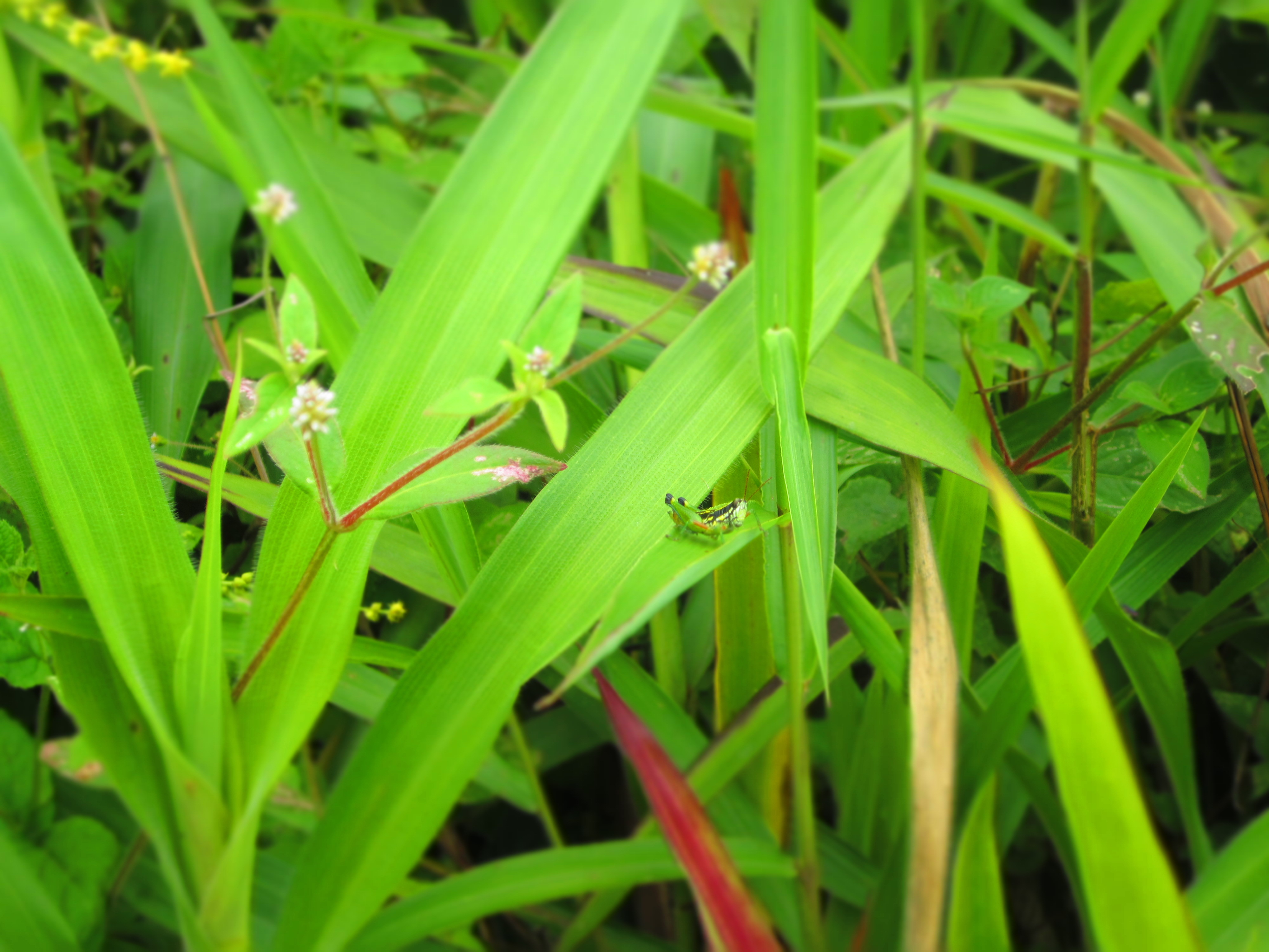 Mr. Green Grasshopper