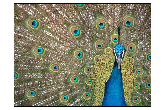 bPeacock