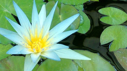 blue lotus