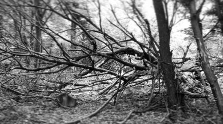 fallen tree