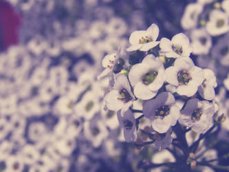 White flowers