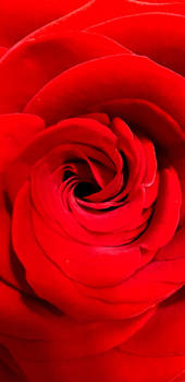 Heart of the red rose