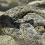 Gopher Snake