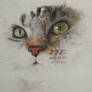 WIP realistic cat drawing