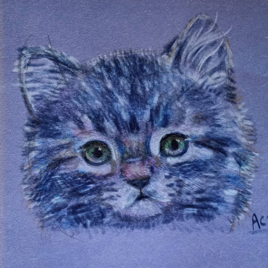 Baby cat drawing by ZammyHam on DeviantArt