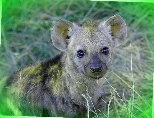 cute hyena