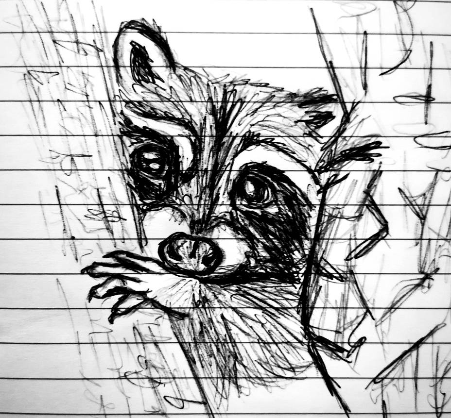 Racoon sketch drawing by Antiopeart on DeviantArt