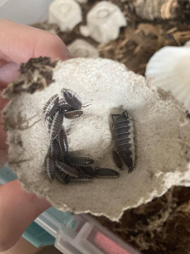 Titan Mama by Python-Empress on DeviantArt