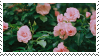 Rose Bush stamp