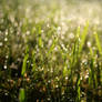 Grass drops stock