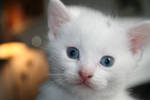 Blue eyes_Kitten stock by icecreamSTOCK