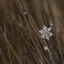Snowflake in hair