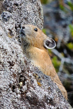 Pika On the Takh Takh Lava Flow