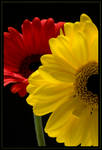 gerbera by YourSweetHeart