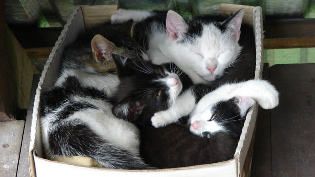 Cats in a box.