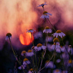 736 by maigashira 736 by maigashira