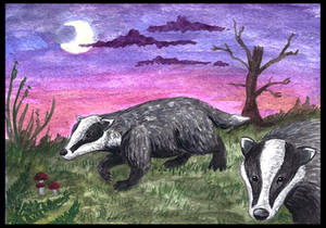 Badgers