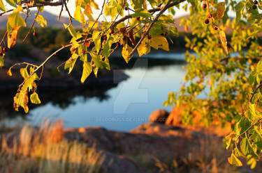 Turning Leaves In Oklahoma