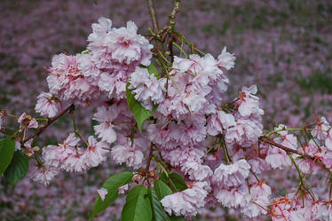 Prunus Blossom