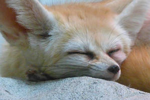 Fennec