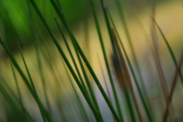 Grass