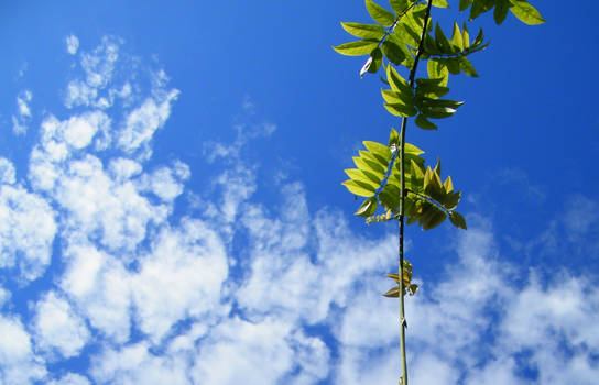 Clouds and leaves