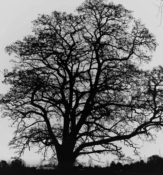 BW Tree by Spambeer on DeviantArt