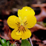 Wet Flower