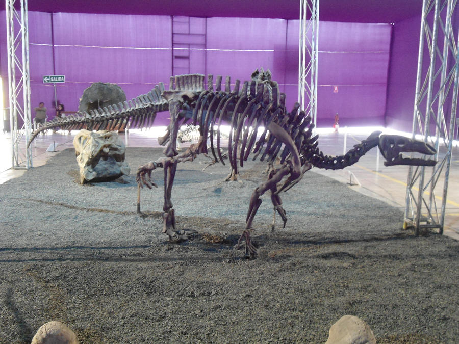jinzhousaurus fossil